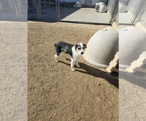 Medium Photo #1 Mutt Puppy For Sale in Maquoketa, IA, USA