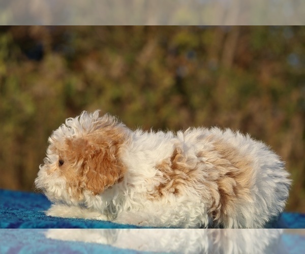Medium Photo #9 Goldendoodle (Miniature) Puppy For Sale in DYERSBURG, TN, USA