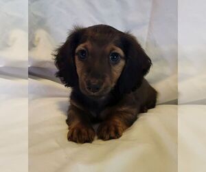 Dachshund Puppy for sale in KUNA, ID, USA