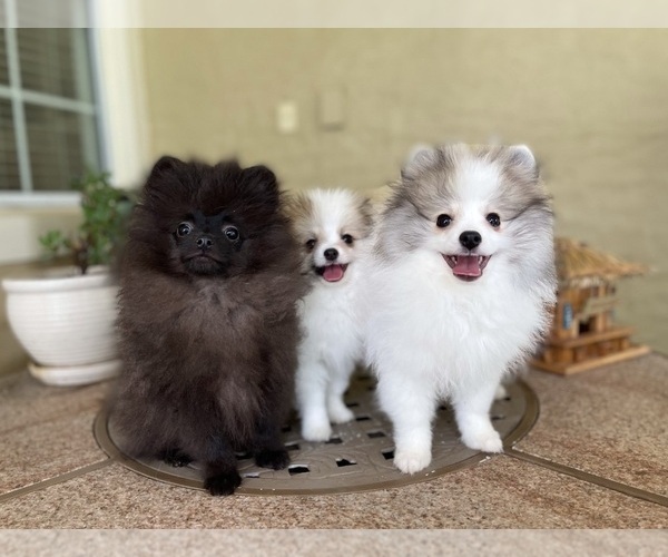 Medium Photo #3 Pomeranian Puppy For Sale in WINDERMERE, FL, USA