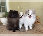 Small Photo #3 Pomeranian Puppy For Sale in WINDERMERE, FL, USA