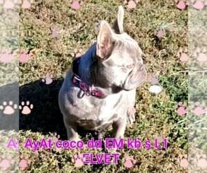 Mother of the French Bulldog puppies born on 10/14/2025