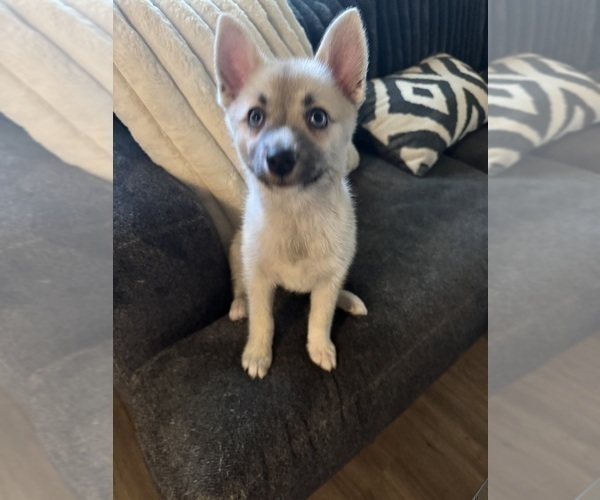 Medium Photo #90 Pomsky Puppy For Sale in LOVELAND, CO, USA