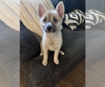 Small #89 Pomsky