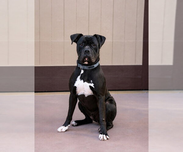 Medium Photo #22 American Staffordshire Terrier-Boxer Mix Puppy For Sale in Lake Forest, CA, USA