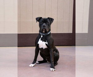 Diesel - Foster or Adopt Me! - Male American Staffordshire Terrier-Boxer Mix Dog for Adoption - Photo #22