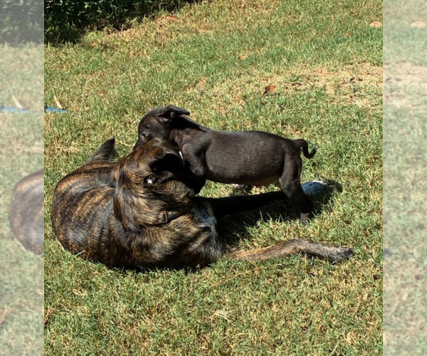 Medium Photo #7 Mutt Puppy For Sale in Holly Springs, NC, USA