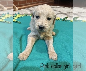 Goldendoodle Puppy for sale in GARDEN CITY, MO, USA