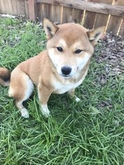 Shiba Inu Puppy for sale in VACAVILLE, CA, USA