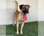 Small #1 Mutt