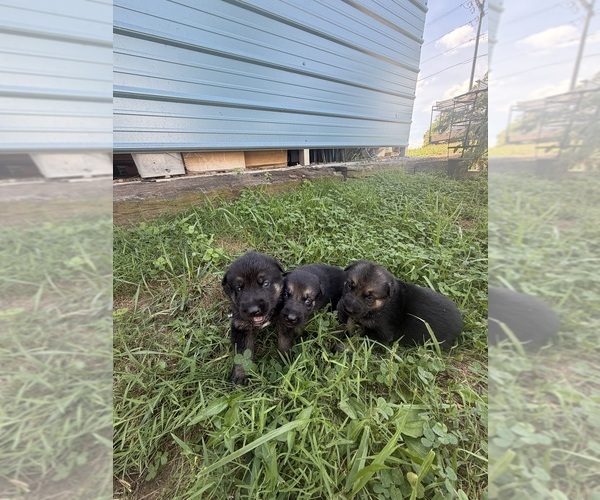 Medium Photo #3 German Shepherd Dog Puppy For Sale in MADISON, NC, USA