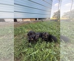Litter of 5 - Male(s) and Female(s) German Shepherd DogLitter of Puppies for Sale - Photo #3