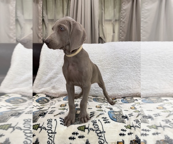 Medium Photo #6 Weimaraner Puppy For Sale in ELKTON, KY, USA