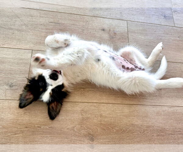 Medium Photo #2 Australian Shepherd-Unknown Mix Puppy For Sale in Newport Beach, CA, USA