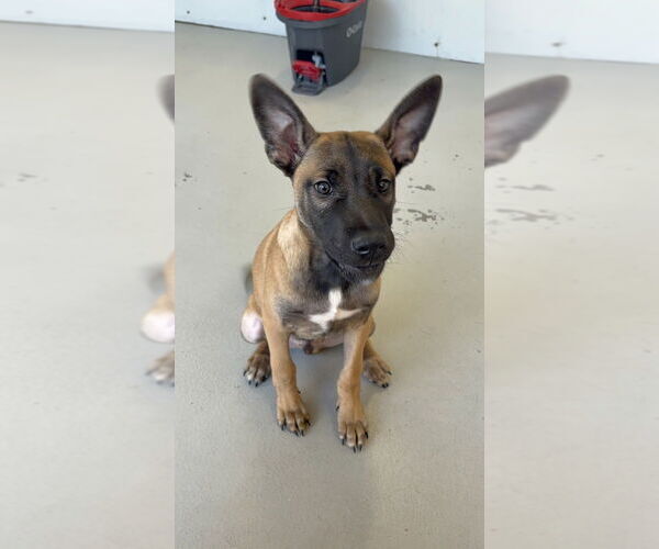 Medium Photo #12 Mutt Puppy For Sale in Studio City, CA, USA