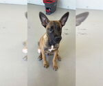 Small #11 Mutt