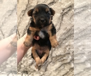 Chorkie Puppy for sale in MOUNT CARMEL, PA, USA