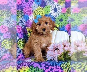 Cavapoo Puppy for sale in NOTTINGHAM, PA, USA