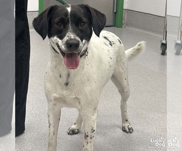 Medium Photo #1 Retriever -Spaniel Mix Puppy For Sale in Washington, DC, USA