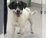 Small Retriever -Spaniel Mix