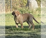 Small #3 Labrador Retriever