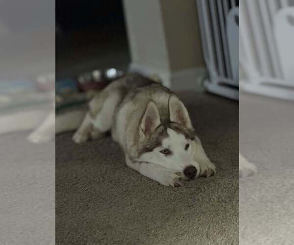 Medium Photo #4 Siberian Husky-Unknown Mix Puppy For Sale in Raleigh, NC, USA