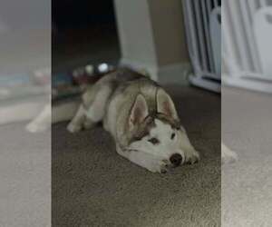 Jinx - Female Siberian Husky-Unknown Mix Dog for Adoption - Photo #4