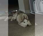 Small Photo #4 Siberian Husky-Unknown Mix Puppy For Sale in Raleigh, NC, USA