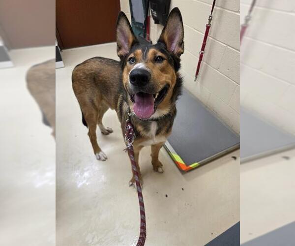 Medium Photo #1 German Shepherd Dog-Unknown Mix Puppy For Sale in Center Township, PA, USA
