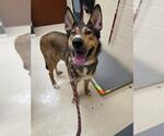 Small German Shepherd Dog Mix