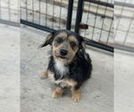 Small #2 Mutt