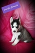 Small Photo #2 Siberian Husky Puppy For Sale in EXCELLO, MO, USA