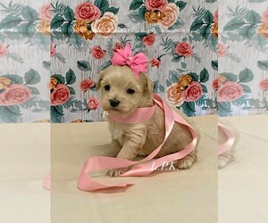 Maltipoo Puppy for sale in WINNSBORO, LA, USA