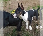 Small Photo #6 Bull Terrier Puppy For Sale in CHESAPEAKE, VA, USA