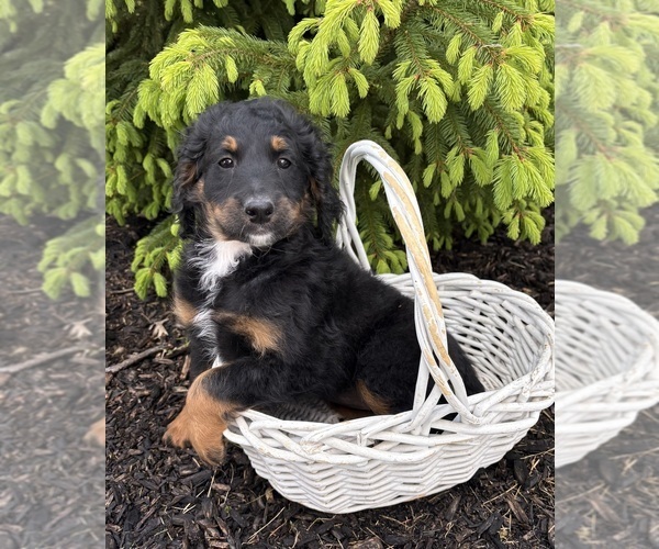Medium Photo #3 Bernedoodle Puppy For Sale in MIDDLEBURY, IN, USA