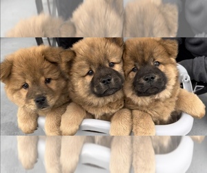 Chow Chow Puppy for sale in SAN BRUNO, CA, USA