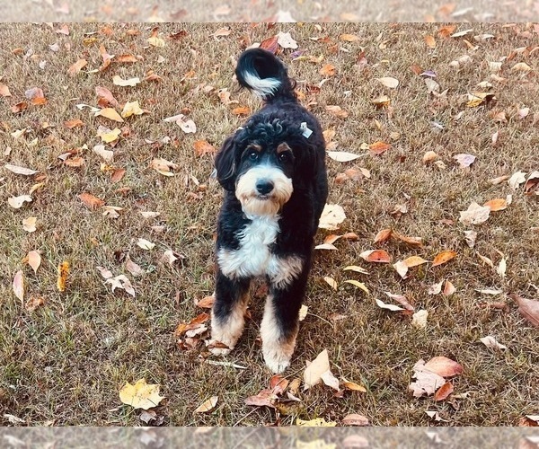 Medium Photo #1 Bernedoodle Puppy For Sale in MARTINSVILLE, IN, USA