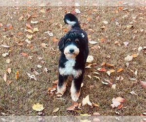 Mother of the Bernedoodle puppies born on 05/10/2026