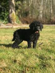 Poodle (Standard) Puppy for sale in ARLINGTON, WA, USA