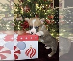 Puppy Comet Pembroke Welsh Corgi