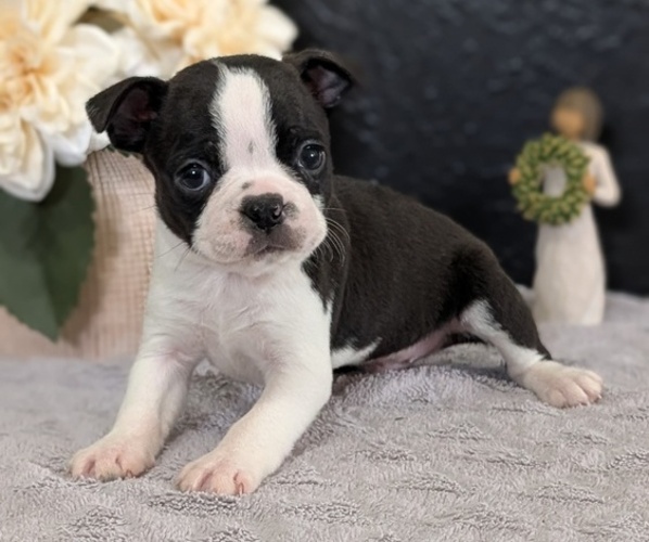 Medium Photo #21 Boston Terrier Puppy For Sale in GOSHEN, IN, USA