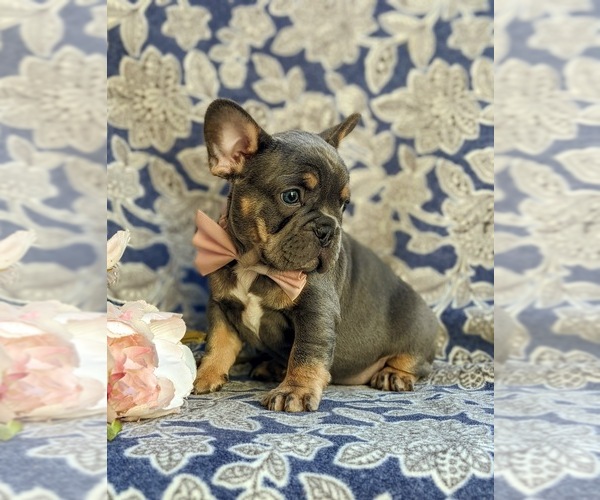 Medium Photo #2 French Bulldog Puppy For Sale in QUARRYVILLE, PA, USA