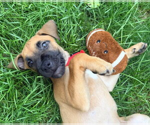 Labrador Retriever-Unknown Mix Dogs for adoption in Springdale, PA, USA