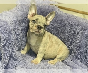 French Bulldog Puppy for sale in HAMDEN, CT, USA