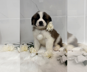 Saint Bernard Puppy for Sale in WHITESBORO, New York USA