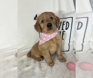 Golden Retriever Puppy for sale in GREENFIELD, IN, USA