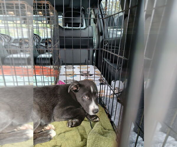 Medium Photo #4 Labrador Retriever Puppy For Sale in Oak Bluffs, MA, USA