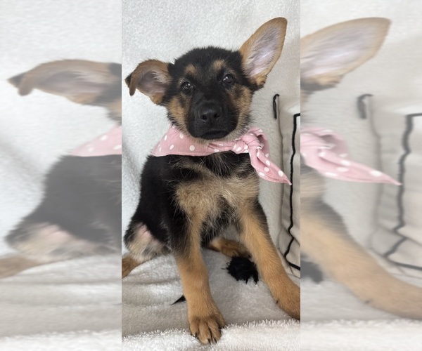 Medium Photo #3 German Shepherd Dog Puppy For Sale in GREENFIELD, IN, USA