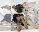 Small #2 German Shepherd Dog
