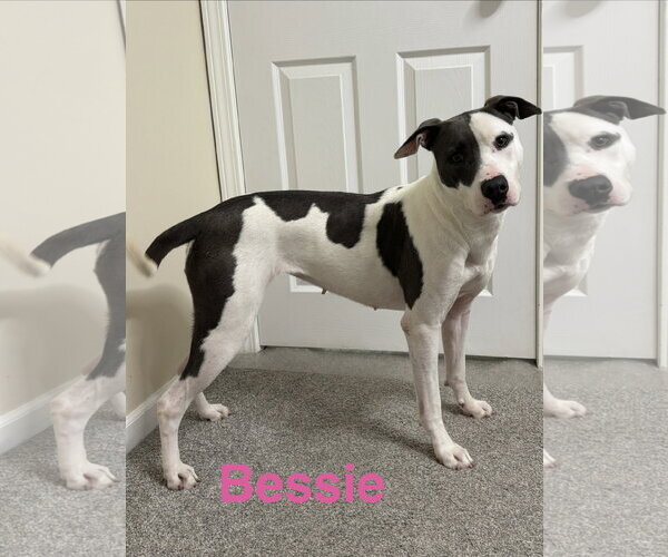 Medium Photo #1 American Pit Bull Terrier-Staffordshire Bull Terrier Mix Puppy For Sale in Topeka, KS, USA